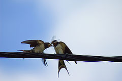 photo "Lunch time #2"
