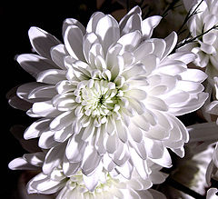 photo "Flower"