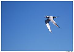 photo "flight"