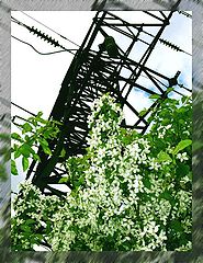 photo "High-voltage flowering"
