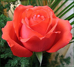 фото "Сорву цветок я розы красной..."