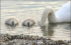 фото "hide&seek"