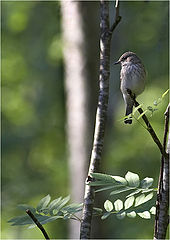 фото "Bird 'n leafs"