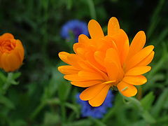 photo "Colorful"