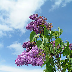 photo "Lilac"