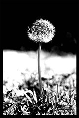 photo "Untitled photo"