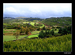 photo "green fields"