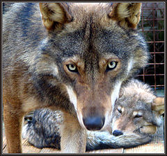 photo "The wolf hypnosis"