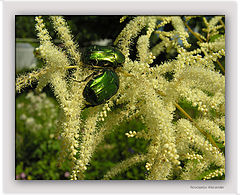 photo "Sweet nectar"