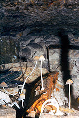 photo "Infected Mushroom"