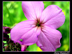 photo "flower"