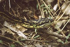 photo "Diamond python"