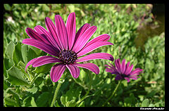 photo "Lilaz"