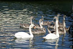фото "Swans & Cygnets"