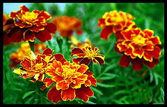 photo "flow"