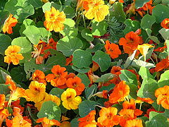photo "A delicious bed of Nasturtiums"