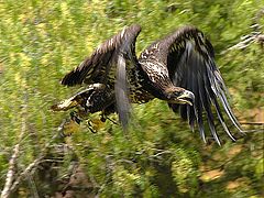 photo "Fly"