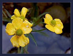 photo "Yellow-blue"