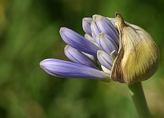 album "Plants, Leafs and flowers"