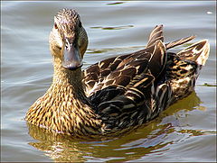 photo "Duck ordinary"