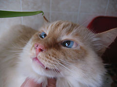 фото "мой любимый кот!"
