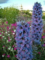 photo "Blue Bell Flowers"