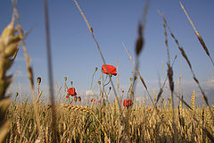 фото "Маки"