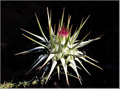 photo "onopordum Cyprium"