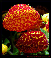 photo "Calceolaria Herbeohybrida I"