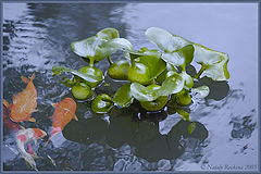 photo "Idyll"