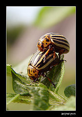 photo "It is love!...)"