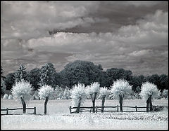 photo "Willow"