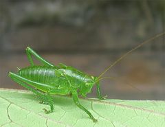 photo "rubber grasshopper"