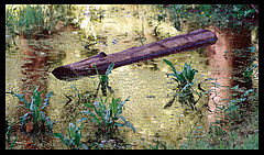 photo "aligator"