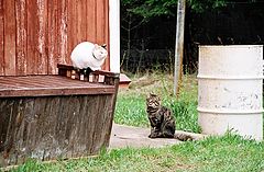 photo "Romeo & Juliet"