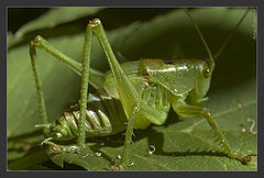photo "In green ... on green"