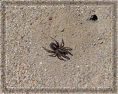 фото "near the house"