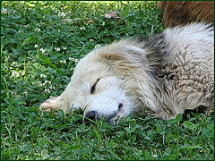 photo "To not awake in me an animal!"