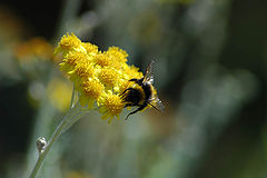 photo "hard working..."