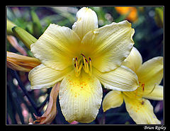 photo "Yellow Flower"