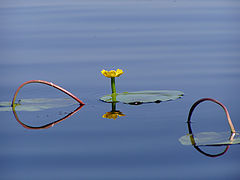 photo "Yellow water lily"