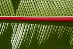 photo "B a n a n a"