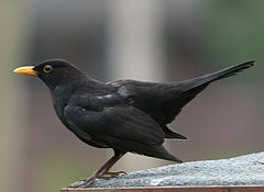 фото "Blackbird with an eye for a worm"