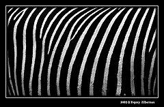 фото "Zebras skin"