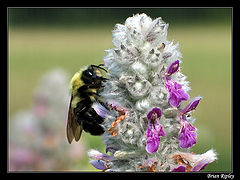 photo "Hungry Bee 2005"