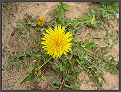 photo "Dandelion"