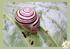 photo "snail"