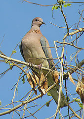 photo "morning dove"