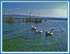 фото "search party..."