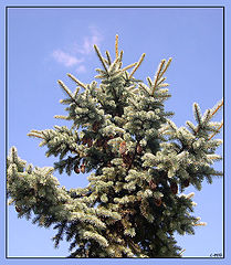 photo "Fir"